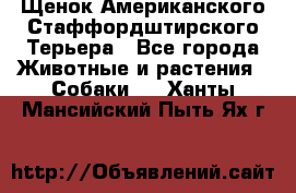 Щенок Американского Стаффордштирского Терьера - Все города Животные и растения » Собаки   . Ханты-Мансийский,Пыть-Ях г.